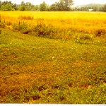 Charles Bird Nauvoo property Lot 46