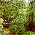 Phineas Bird Nauvoo property Blk 40 Lot 1